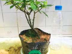 为什么说水栀子下山桩和雀舌是1个东西