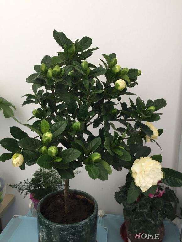 独杆牡丹栀子下山桩 怎么样 图片