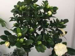 独杆牡丹栀子下山桩 可以吗 图片