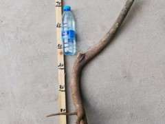 今天发现一棵风车栀子下山桩 图片