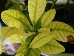 栀子下山桩新叶发黄 怎么办 图片