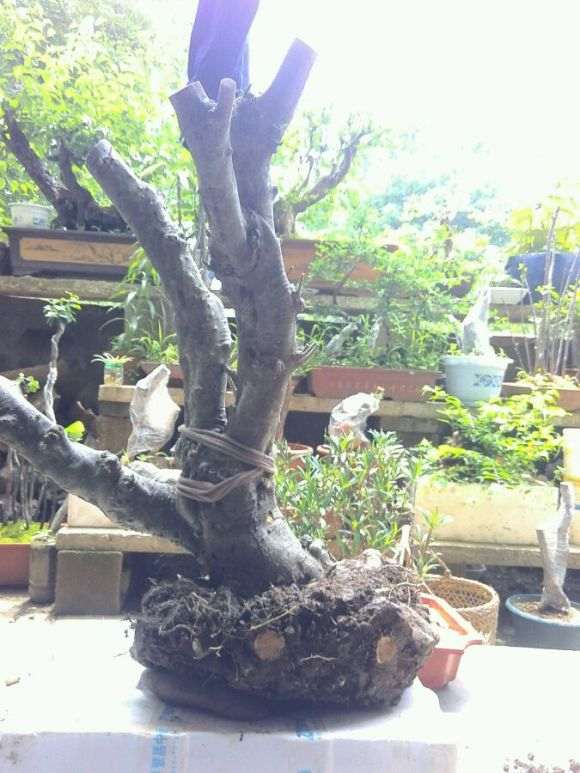 百年荷瓣栀子下山桩 这得多少斤 图片