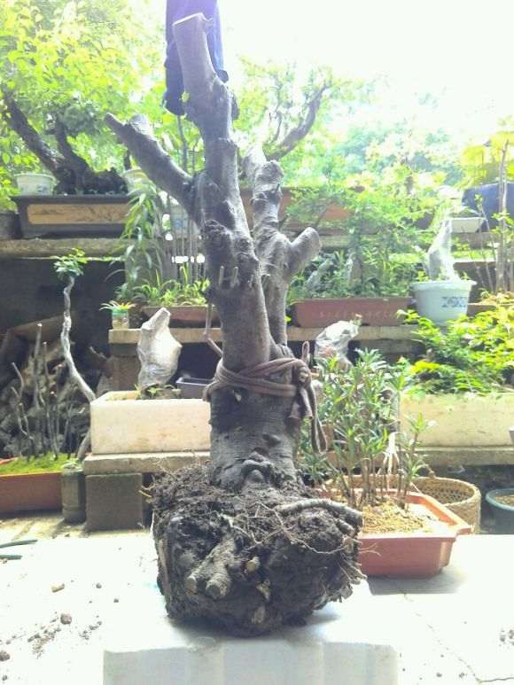 百年荷瓣栀子下山桩 这得多少斤 图片