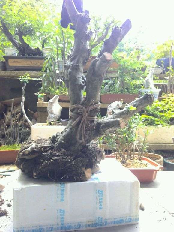 百年荷瓣栀子下山桩 这得多少斤 图片