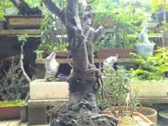 百年荷瓣栀子下山桩 这得多少斤 图片