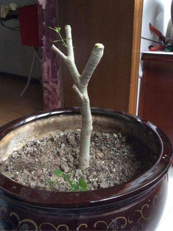 怎么样才能令栀子下山桩多发芽 图片