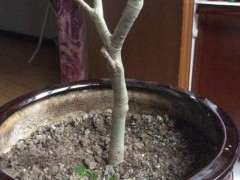 可以吗才能令栀子下山桩多发芽 图片