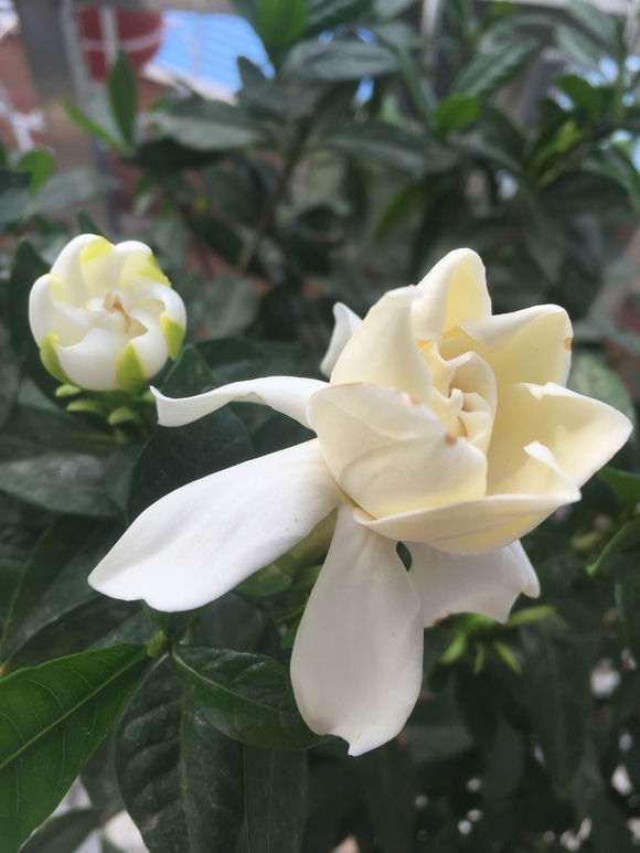 小叶栀子下山桩没有换土 怎么办 图片