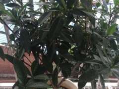 小叶栀子下山桩没有换土 怎么办 图片