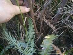 栀子下山桩有没有挖的价值 图片