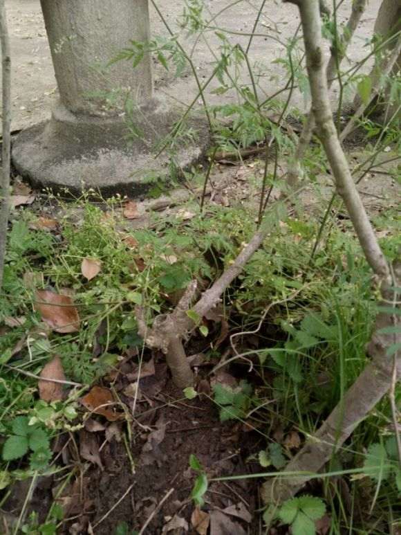 怎么把栀子下山桩的枝子修剪小点 图片