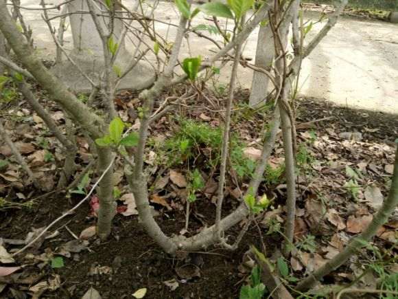 怎么把栀子下山桩的枝子修剪小点 图片