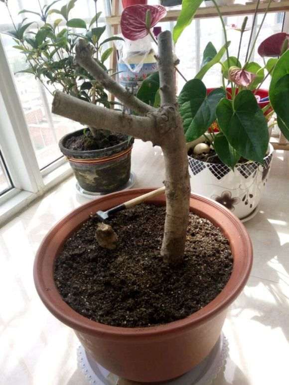 栀子下山桩多久能发芽呢 怎么办 图片