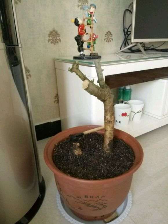 栀子下山桩多久能发芽呢 怎么办 图片