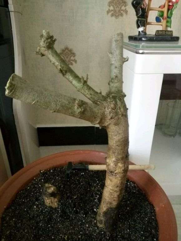 栀子下山桩多久能发芽呢 怎么办 图片