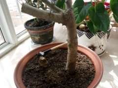 栀子下山桩多久能发芽呢 怎么办 图片