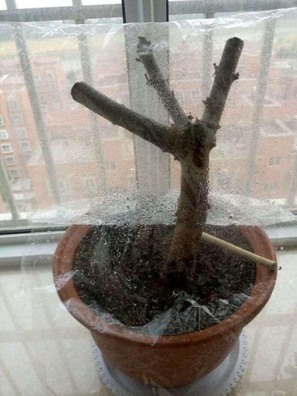 栀子下山桩出现黄叶 怎么办 图片