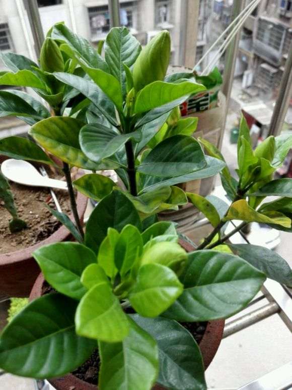 栀子下山桩出现黄叶 怎么办 图片