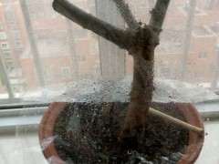 栀子下山桩出现黄叶 怎么办 图片