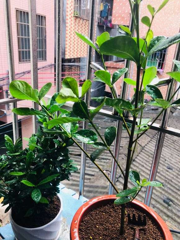 求栀子下山桩的土壤配方 图片