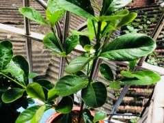 你用什么土种的栀子下山桩 图片