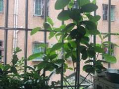 为什么栀子下山桩花休眠那么久吗 图片