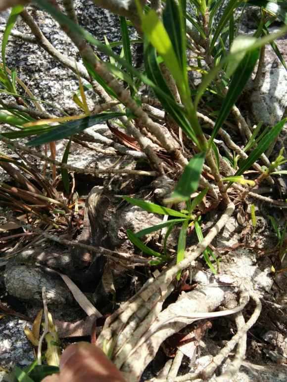 这种属于柳叶栀子下山桩吗 怎么样 图片