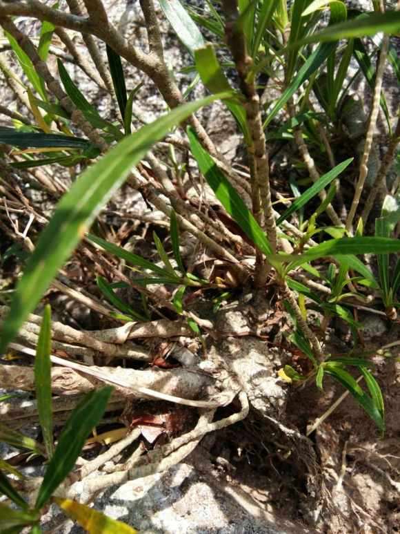 这种属于柳叶栀子下山桩吗 怎么样 图片