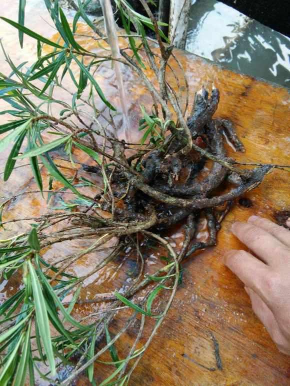 这种属于柳叶栀子下山桩吗 怎么样 图片