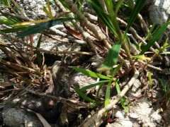 这种属于柳叶栀子下山桩吗 可以吗 图片