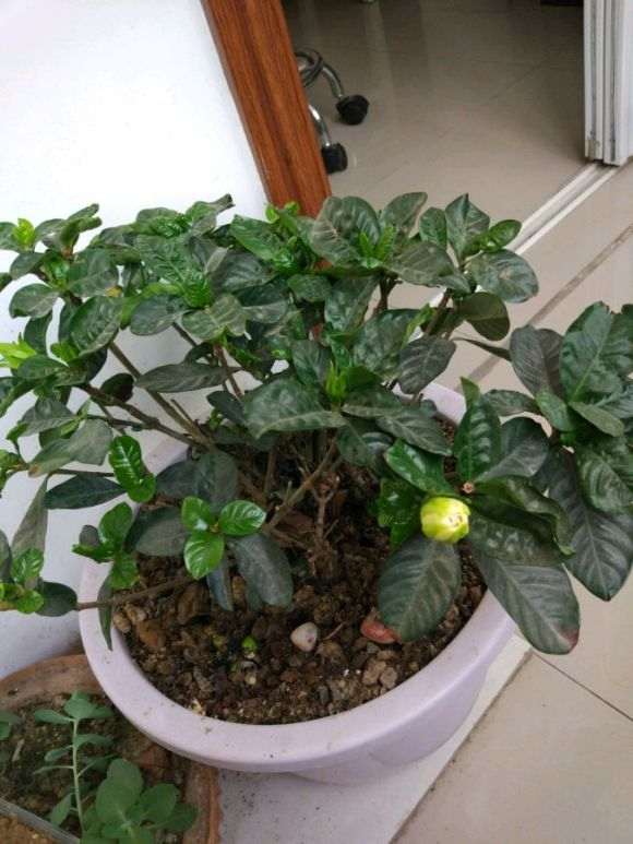 为什么栀子下山桩慢的掉叶子 图片