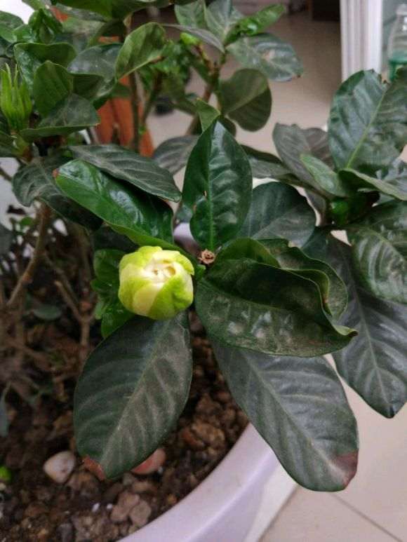 为什么栀子下山桩慢的掉叶子 图片