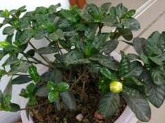 为什么栀子下山桩慢的掉叶子 图片