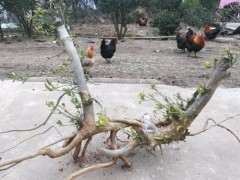 冬天野生栀子下山桩栽地里行吗 图片