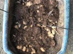 栀子下山桩2年的变化 可以吗 图片