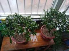 室内阳台可以养栀子下山桩吗 可以吗 图片