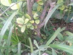 这棵栀子花下山桩 能卖多少钱 图片