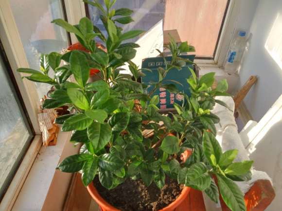 这不是牡丹栀子下山桩 我被骗了 图片