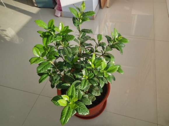 这不是牡丹栀子下山桩 我被骗了 图片