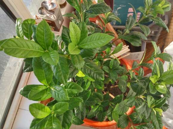 这不是牡丹栀子下山桩 我被骗了 图片