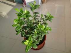 这不是牡丹栀子下山桩 我被骗了 图片