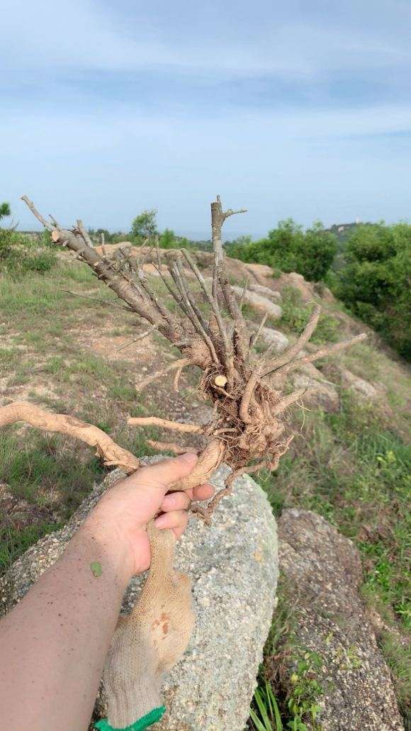  上山挖到栀子花下山桩 怎么样 图片