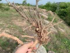 上山挖到栀子花下山桩 可以吗 图片