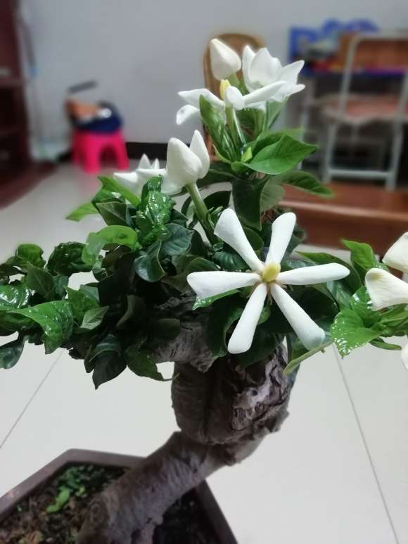 野栀子花下山桩 夏季 还能开花 图片