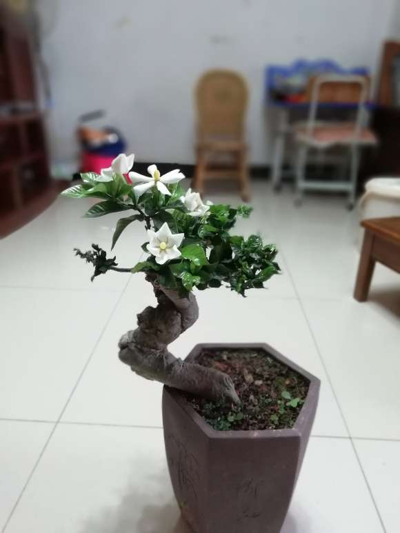 野栀子花下山桩 夏季 还能开花 图片