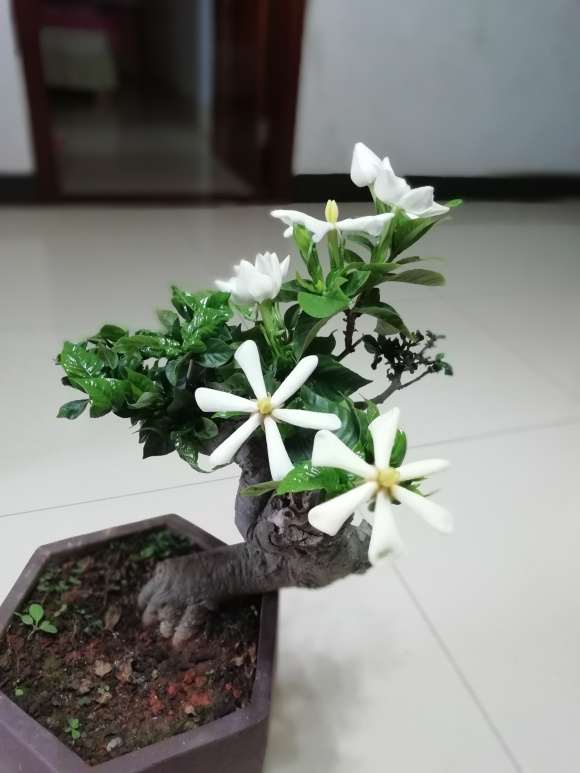 哪种栀子花下山桩花最香啊 图片