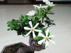 哪种栀子花下山桩花最香啊 图片