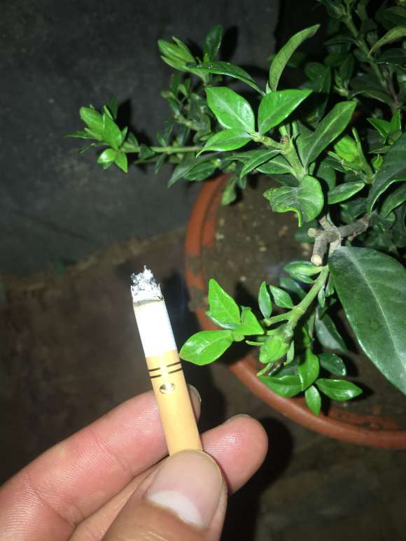 寿星栀子花下山桩 发现干枯了 怎么办