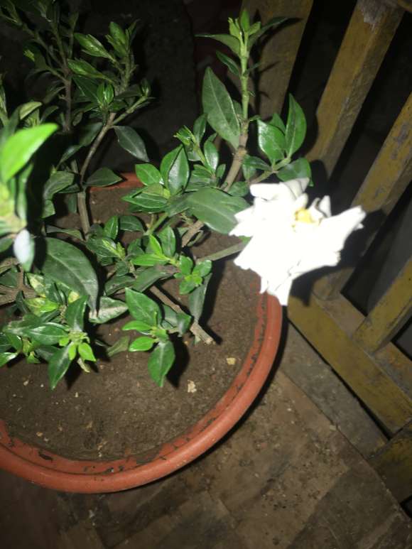 寿星栀子花下山桩 发现干枯了 怎么办