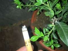 寿星栀子花下山桩 发现干枯了 怎么办